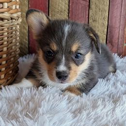 Bridget - Blue merle and white female American Corgi puppy in Shawnee, Oklahoma from Sunray Ranch