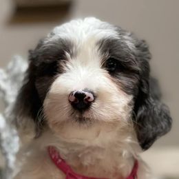 Bernedoodles and Sheepadoodles from Redcay's Mini Bernedoodles