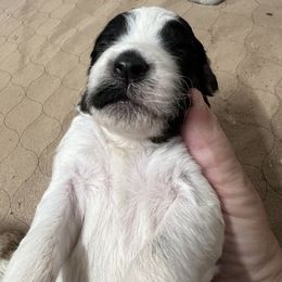 Aussiedoodle and Poodle Puppies from H & A Kennels