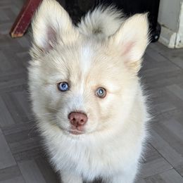 Coco - Mini Female - Red and white female Pomsky puppy in Draper, Utah from Pocket Pomskys