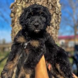 Belly - Tri-color female Bernedoodle puppy in Rose Hill, North Carolina from Red Door Canines
