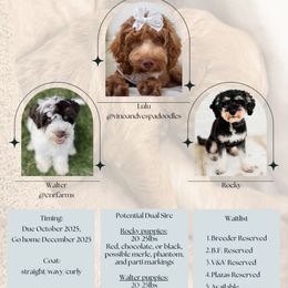 Boy 1 - Brown male Cockapoo puppy in Savannah, Georgia from Vino and Vespa Doodles