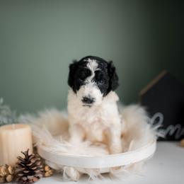 German Shepherd, Goldendoodle, and Golden Retriever Puppies from Silver Pines Pups