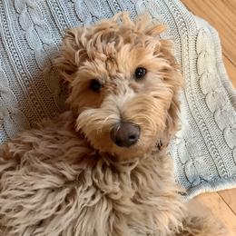 Goldendoodle Puppies from Lundee Doodles