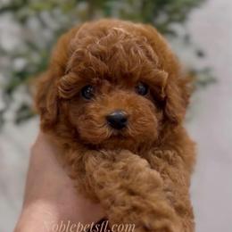 Damon - Red  male Poodle puppy in North Port, Florida from Noble Pets
