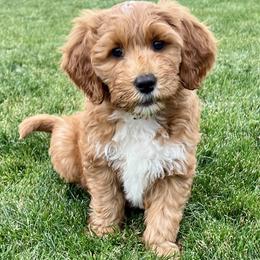 Aspen's White Female - Apricot female Goldendoodle puppy in Great Falls, Montana from Montana Goldendoodles