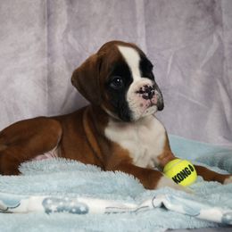 Boxer Puppies from Big Mac Boxers