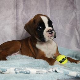 Boxer Puppies from Big Mac Boxers