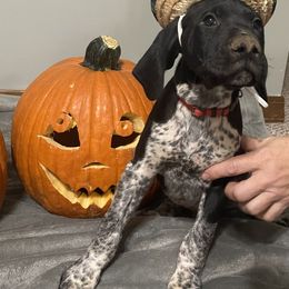 German Shorthaired Pointer Puppies from Southern Missouri GSP Puppies