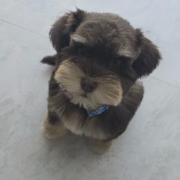 Miniature Schnauzer puppies from Home Grown Schnauzers