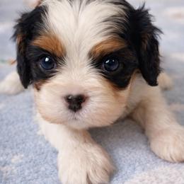 Pippa - Tri-color female Cavalier King Charles Spaniel puppy in Greensboro, North Carolina from Hyde Park Cavaliers