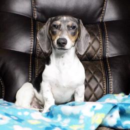 AKC Aspen - Blue and tan male Dachshund puppy in Christiansburg, Virginia from Little Legs Luxury Dachshunds