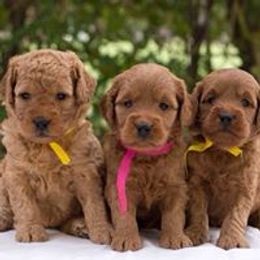Cavapoo and Goldendoodle Puppies from Safari Doodles