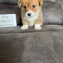 Finn - Red male Pembroke Welsh Corgi puppy in Stuart, Iowa from Johnson Family Paws