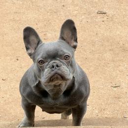 Ray- Ray - French Bulldog