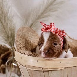 CKC piebald - Piebald female Dachshund puppy in Ocala, Florida from Darling Doxies of Ocala