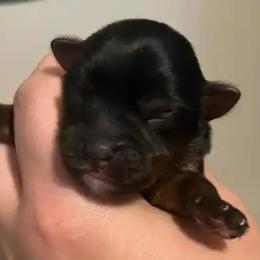 Lloyd - Black and tan male Yorkshire Terrier puppy in Beavercreek, Ohio from The Yorkie Den, LLC