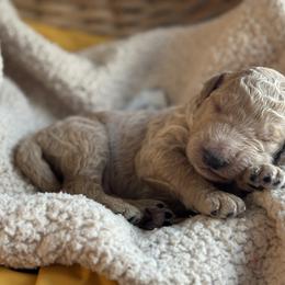 Blue - Cream male Goldendoodle puppy in Hesperia, Michigan from Red Acres Poodles & Doodles