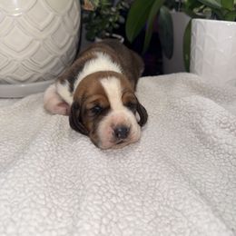 Rubeus Hagrid - Mahogany and white male Basset Hound puppy in Leroy, Michigan from Iron Sentry Farms