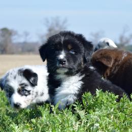 Coal - Black tri-color male Australian Shepherd puppy in Lyons, Georgia from Canyon South Aussies