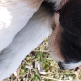 Miniature Australian Shepherd Puppies from Mirarchi Meadow