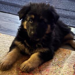 River - Black and red female German Shepherd puppy in Charlottesville, Virginia from AB_Elite_GSD
