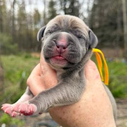 Leige - Fawn male Great Dane puppy in Beulah, Michigan from Northwood Euro Danes and Bassets