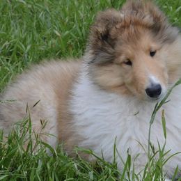 Collies from Tairis Collies
