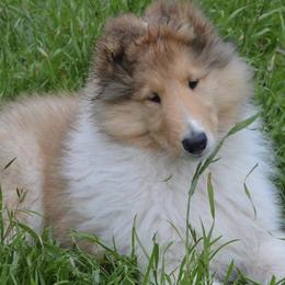 Collies from Tairis Collies