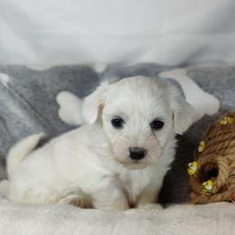 Buster - White male Coton de Tulear puppy in Westfield, North Carolina from Legacy Pets