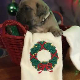 Cane Corso and Lowchen Puppies from High Royal Kennel