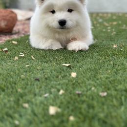 Labrador Retriever and Samoyed Puppies from Carefree Samoyeds & Deserthills Labradors