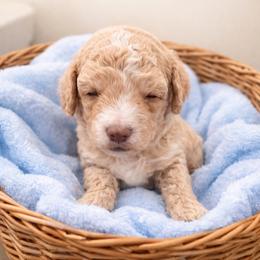 Nox - Apricot male Goldendoodle puppy in North Branch, Michigan from Graceful Miniature Goldendoodles