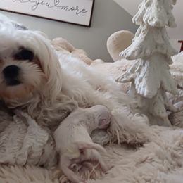 Maltese Puppies from Maltese Colorado
