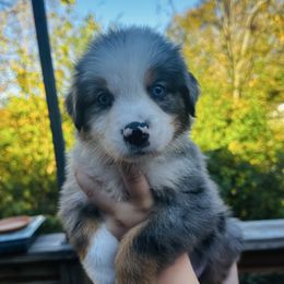 Acorn - Blue merle male Australian Shepherd puppy in Mckenzie, Tennessee from Whispering Iris Aussies