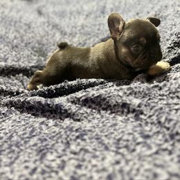 Bear - Tricolors male French Bulldog puppy in Minco, Oklahoma from Findley’s Furbabies