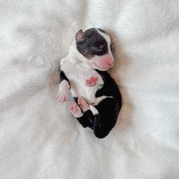 Rookie - Tri-color female Bernedoodle puppy in Jackson, Missouri from Pincksten Family Doodles