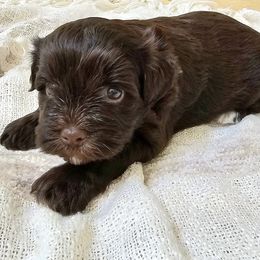 Miniature Schnauzers from Allen Fam Mini Schnauzers