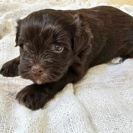 Miniature Schnauzers from Allen Fam Mini Schnauzers