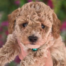 Casanova - Apricot male Goldendoodle puppy in Vernon, Texas from Sugarland's Texas Goldendoodles