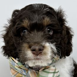 Aussiedoodles, Bernedoodles, Cockapoos, Goldendoodles, and Poodles from Timber Hills Poodles and Doodles