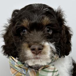 Aussiedoodles, Bernedoodles, Cockapoos, Goldendoodles, and Poodles from Timber Hills Poodles and Doodles