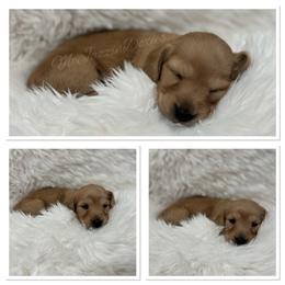 Ella - Cream female Dachshund puppy in Chehalis, Washington from McJazzin Doxies