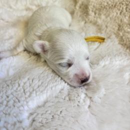 Theodore - White male Maltese puppy in Raleigh, North Carolina from Loveable Litters