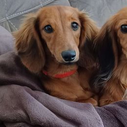 Dinky Do - Dachshund
