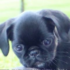Sister - Black and tan female Brussels Griffon puppy in Fyffe, Alabama from BamaBrussels
