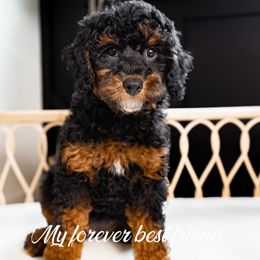 Cockapoo and Goldendoodle Puppies from My Forever Best Friend