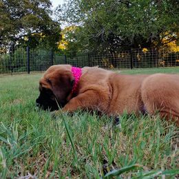Mastiff Puppies from Red River Mastiff