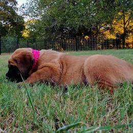 Mastiff Puppies from Red River Mastiff