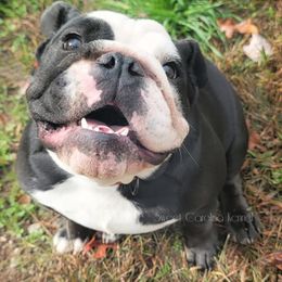 Bulldogs and French Bulldogs from Sweet Carolina Kennel